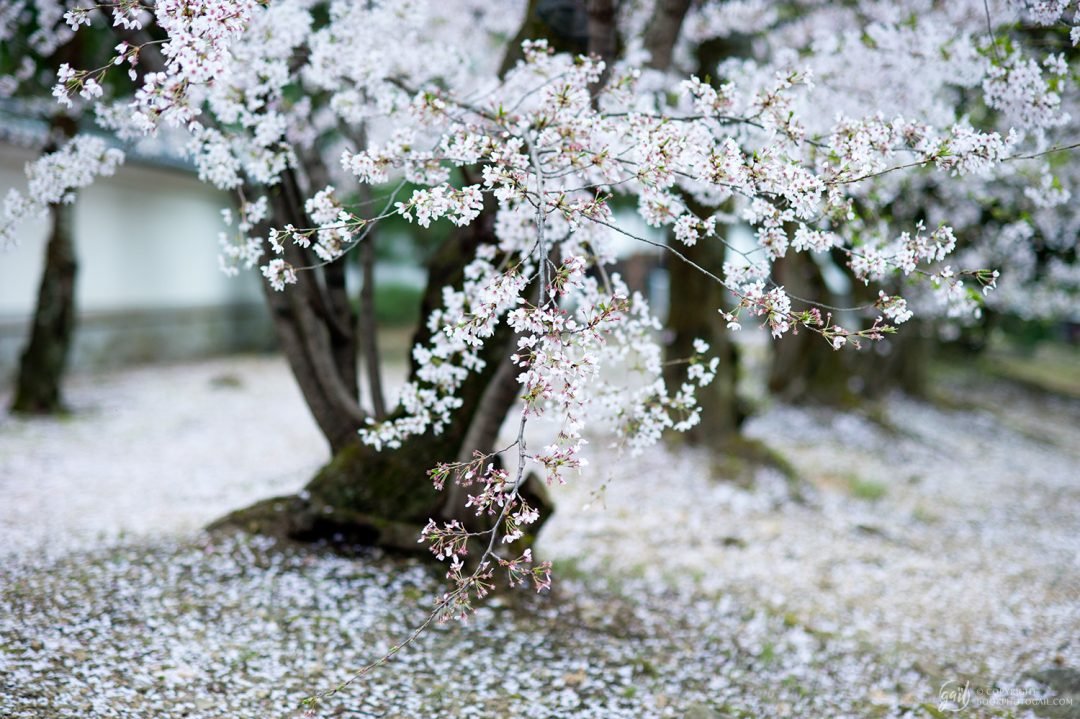 Cerisier en fleur, Kyoto