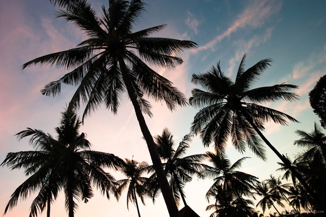 Coucher de soleil sur les palmiers