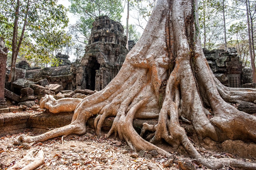 Le temple de Ta Nei sous les racines