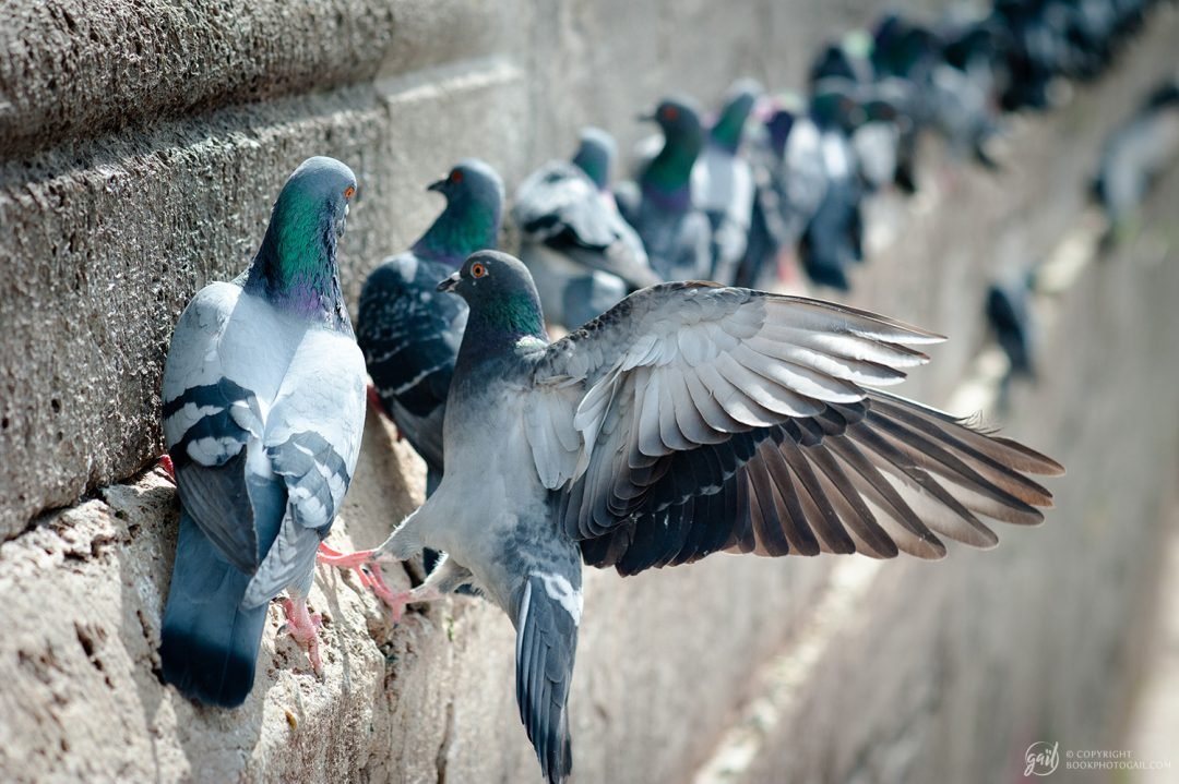Pigeons des rues d'Istanbul