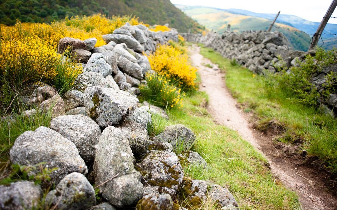 Randonnée sur le Chemin de Stevenson