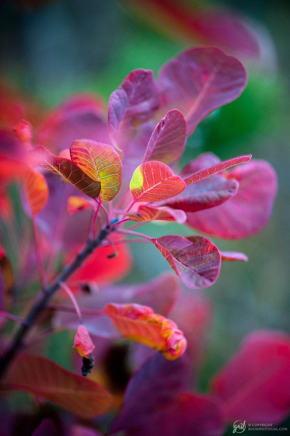 Photographie Nature aux couleurs d automne
