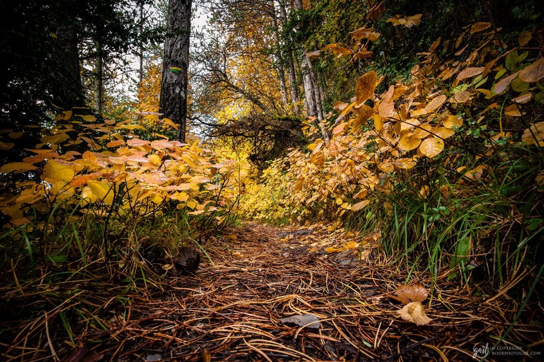 Photographie Nature aux couleurs d automne