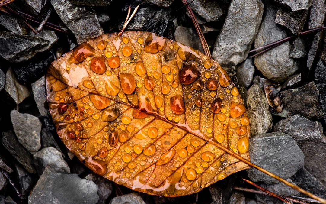 Randonnée en Diois – Couleurs d’automne