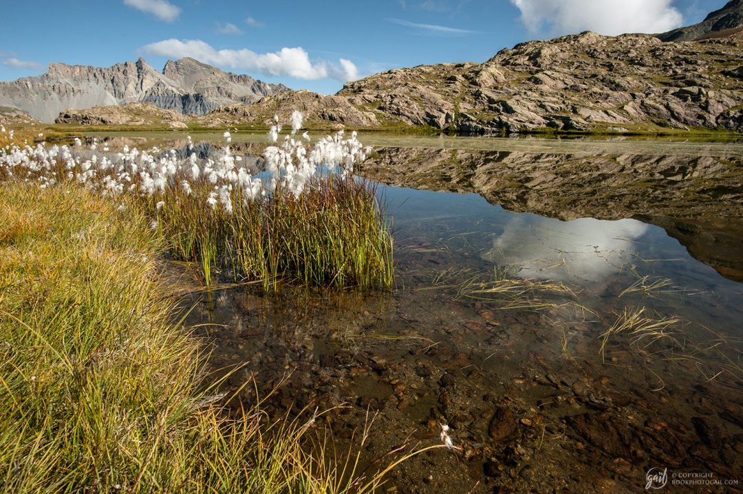 Linaigrettes, jolies fleurs des zones humides alpines, poussant ici dans le Mercantour sur les rives des Lacs de Morgon