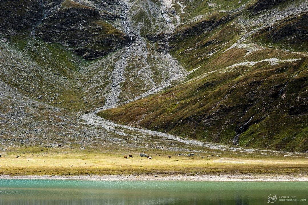 Troupeau de vache aux abords du Lac Blanc dans la parc national de la Vanoise
